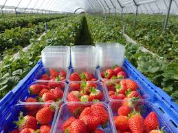 Punnets of freshly picked strawberries in a polytunnel