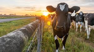Dairy cattle in a paddock at sunset
