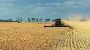 Harvester combining a golden wheat field