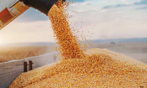 Grain pouring from a harvester auger into a trailer