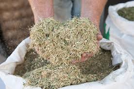 Hands holding chaff from a bag of forage