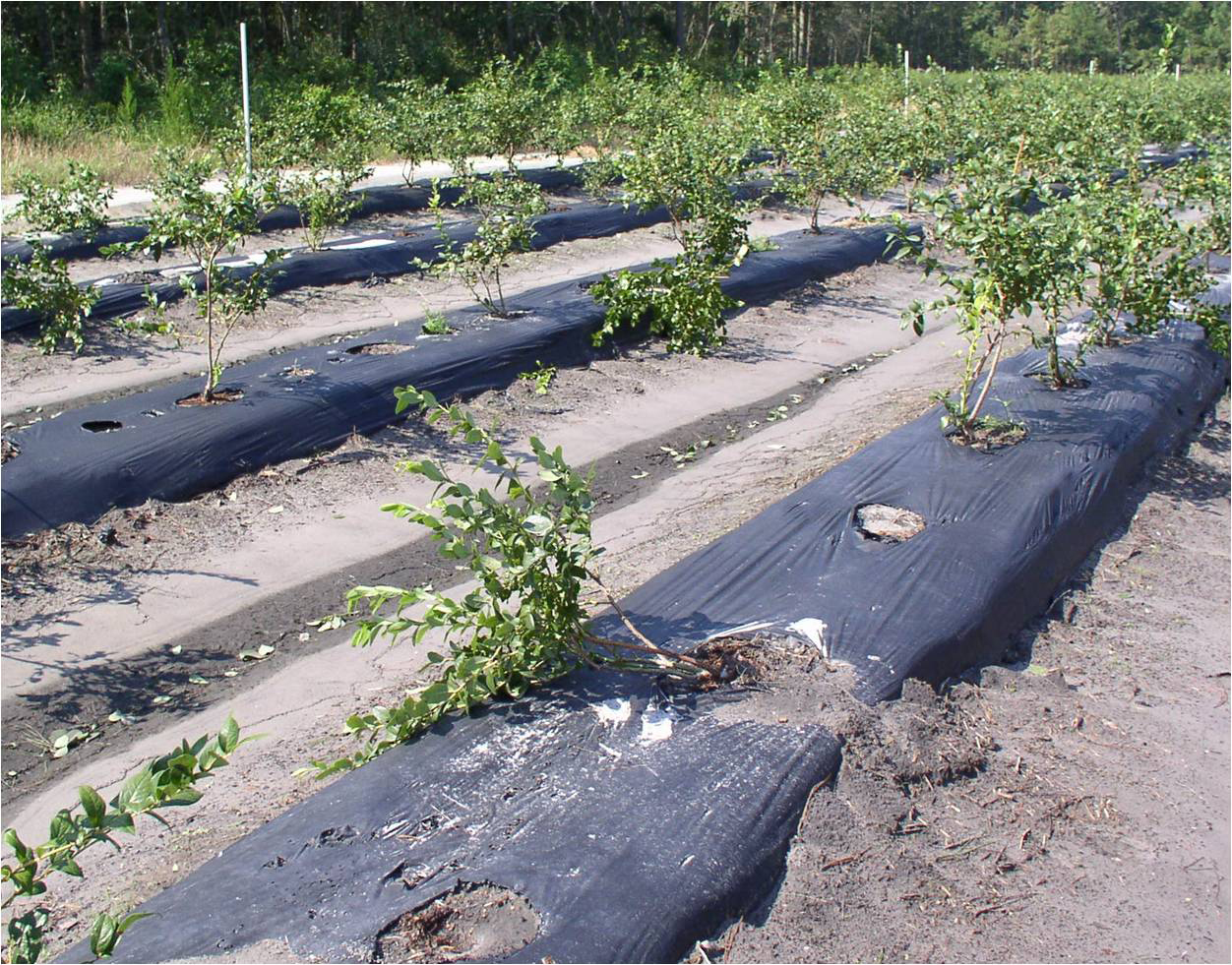 Rows of blueberry bushes growing through black mulch film
